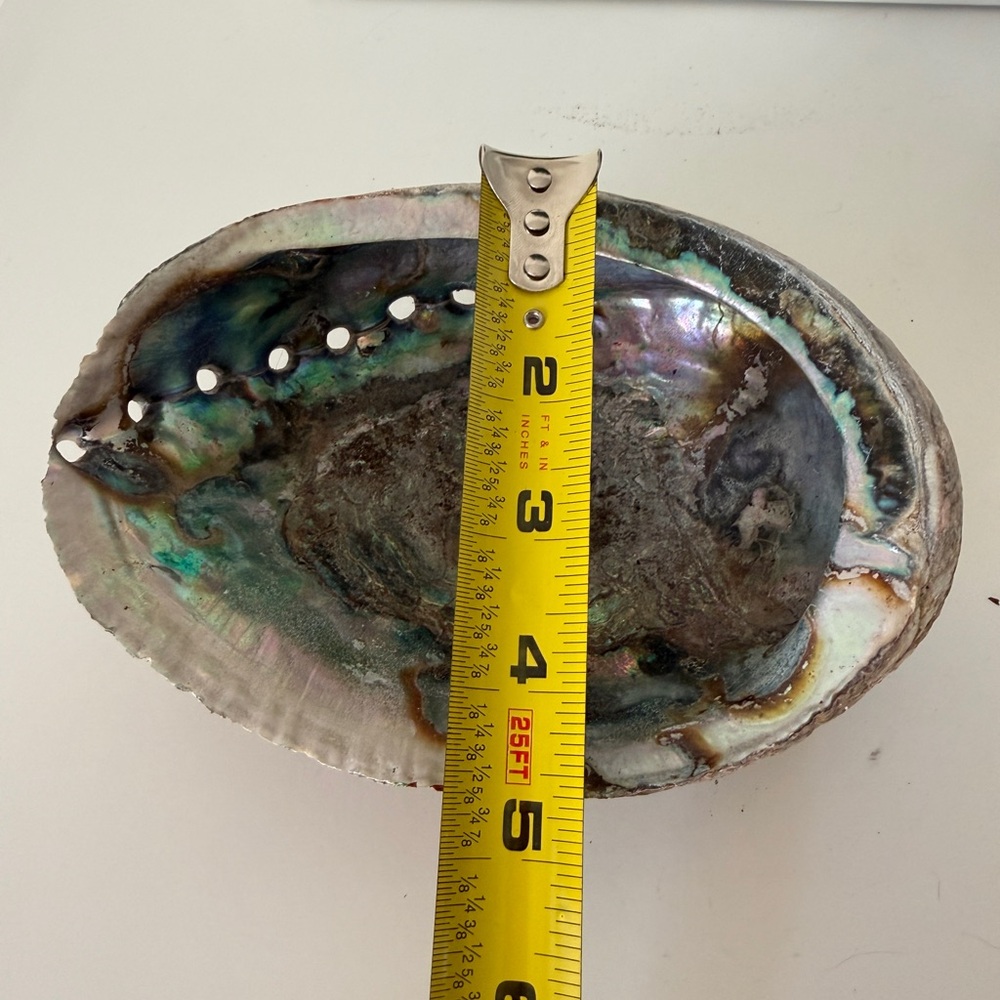 Iridescent Abalone Shell Home Decor - Picture 4 of 4